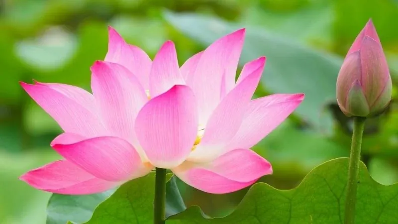 Bộ sưu tập 100+ hình nền hồng siêu lãng mạn cho điện thoại · ảnh 2